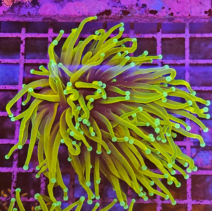 Dragon Soul Torch Coral - (Euphyllia Glabrescens)