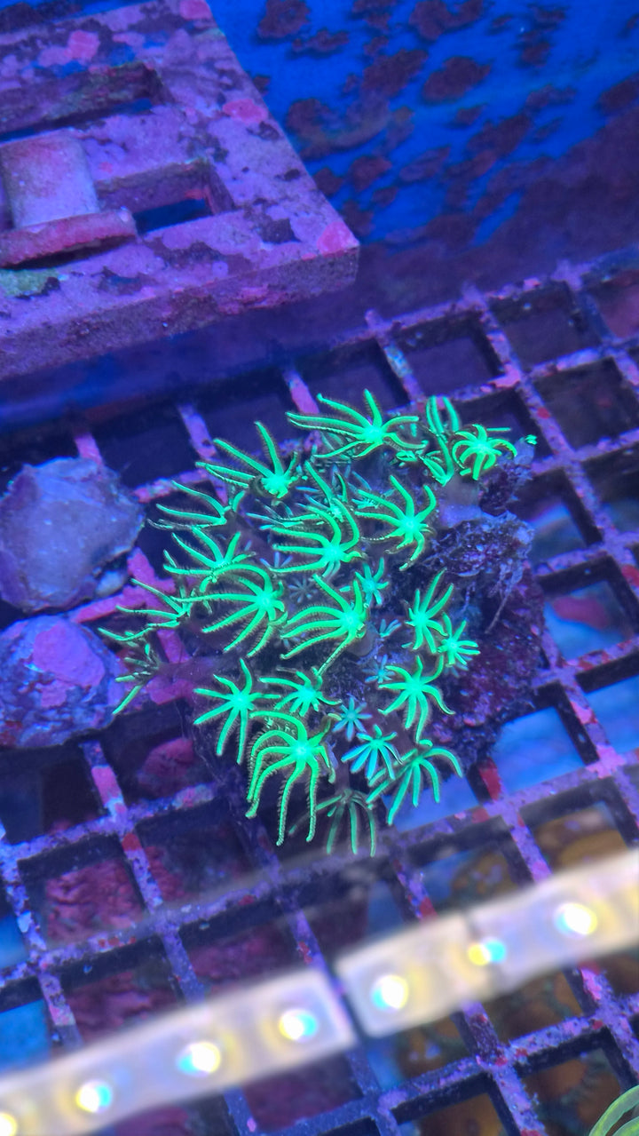 Pipe Organ Coral (Tubipora musica)