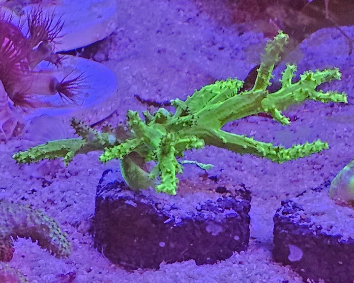 Sinularia sp. Fiji Toxic Green