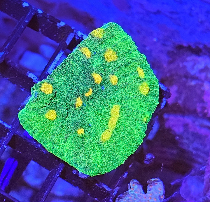 Space Invader Chalise (Mycedium sp.)