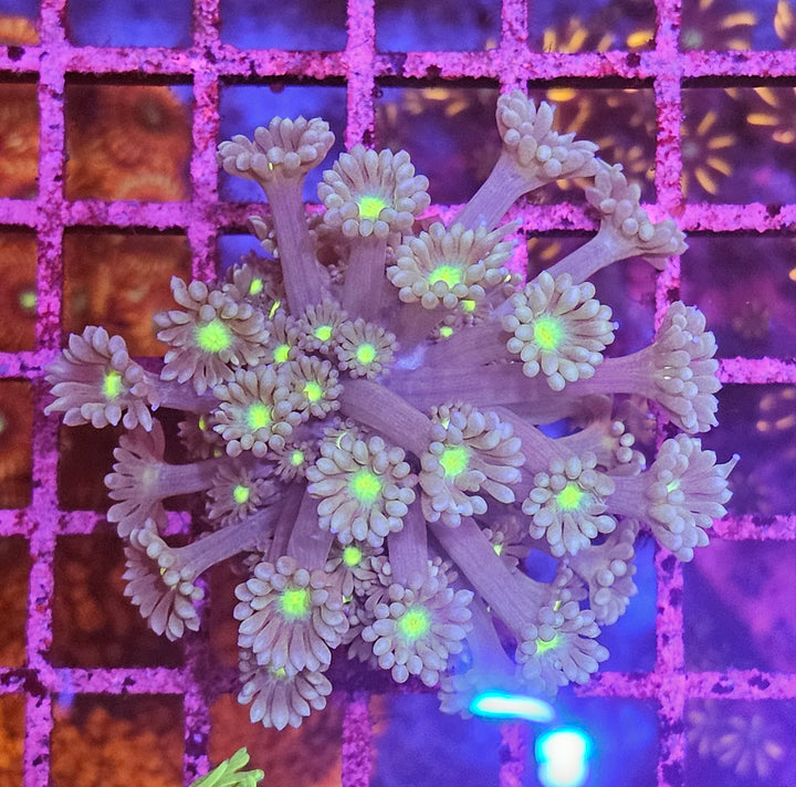 Goniopora sp. – Flowerpot Coral