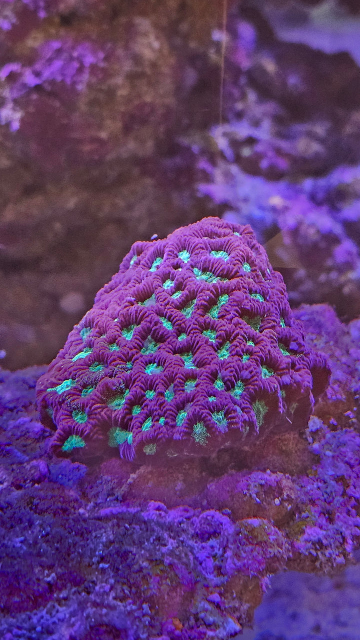 Favites "War coral" Red L