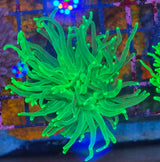 Euphyllia glabrescens "Green"