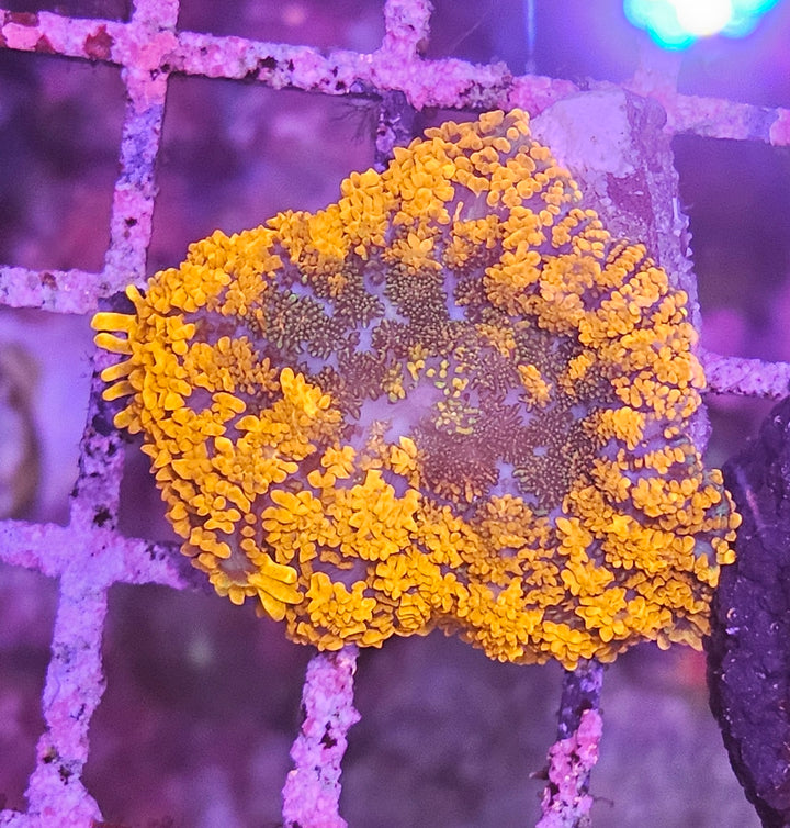 Rhodactis inchoata "Halloween Pumpkin"