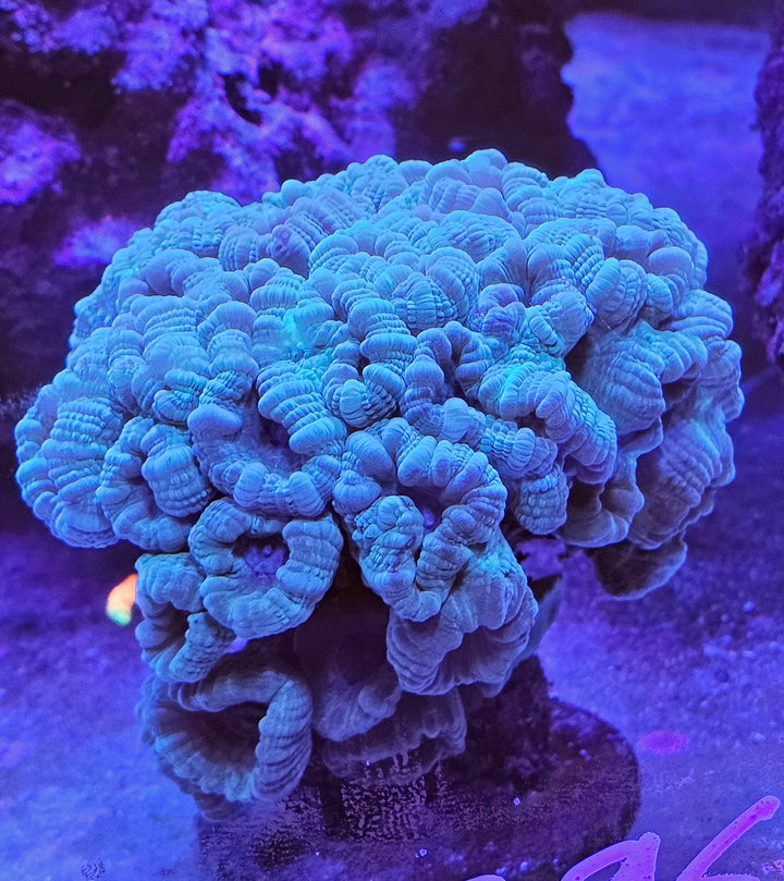 Caulastrea curvata Blueish L