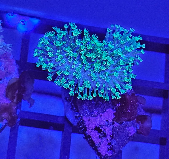 Sarcopython Japanese Toxic Green