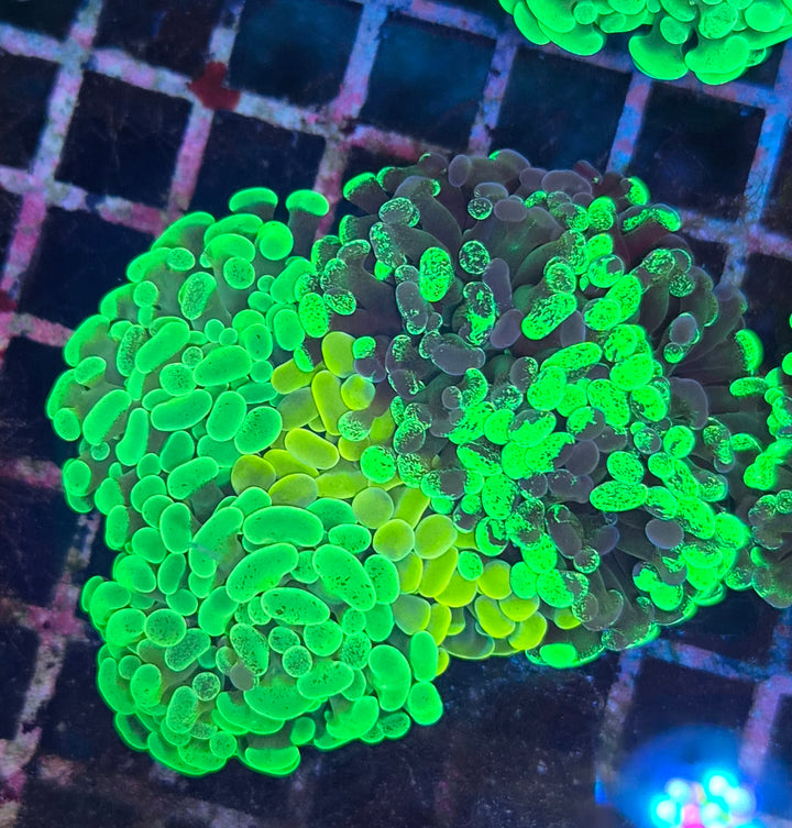 Euphyllia paraancora Garden (Coral Farm Special Selection)
