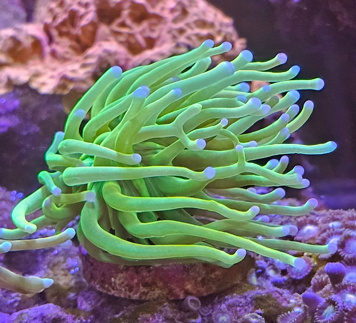 Holy Grail Torch (Euphyllia Glabrescens)