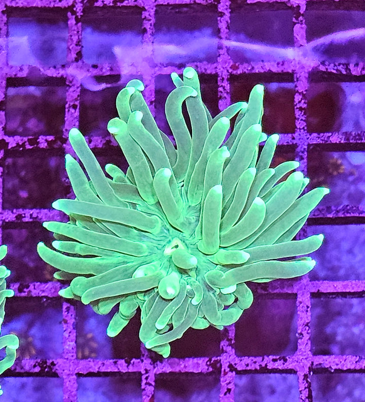 Euphyllia glabrescens – Torch Coral "Green Premium"