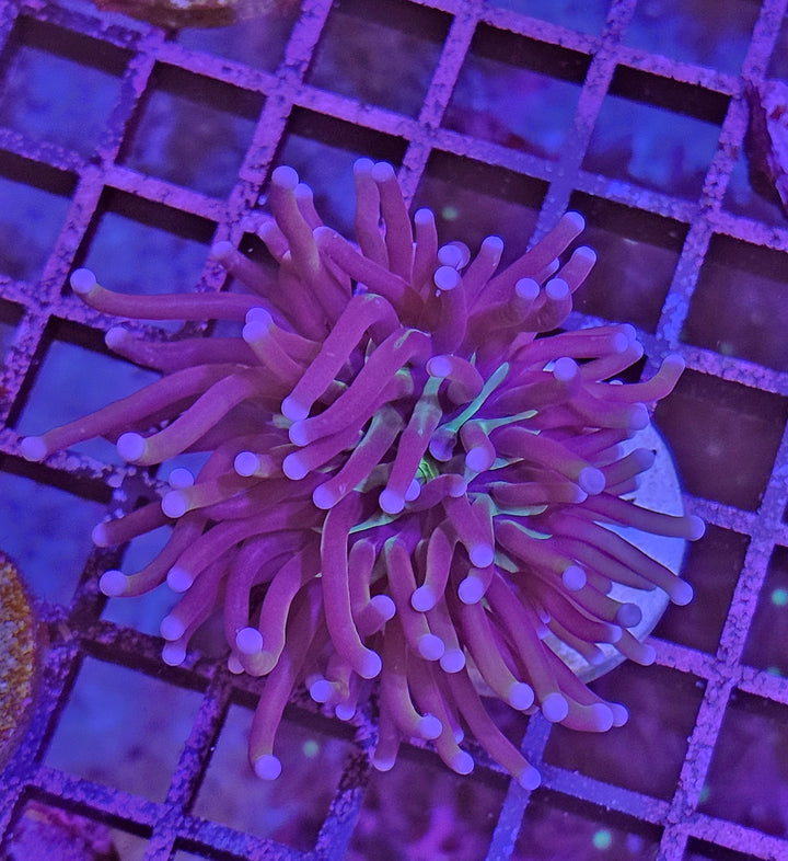 Torch Coral "Joker" - (Euphyllia cristata)