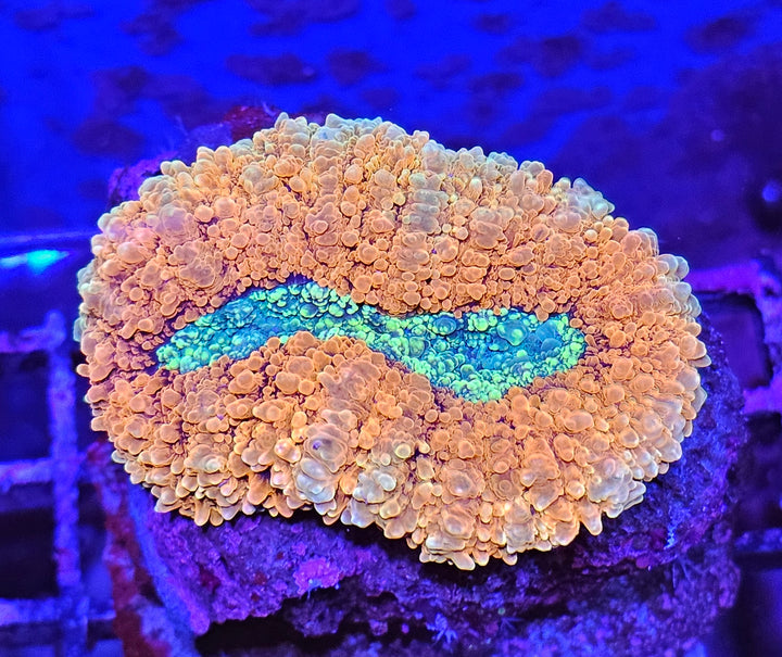 Lobophyllia sp. (Australia)