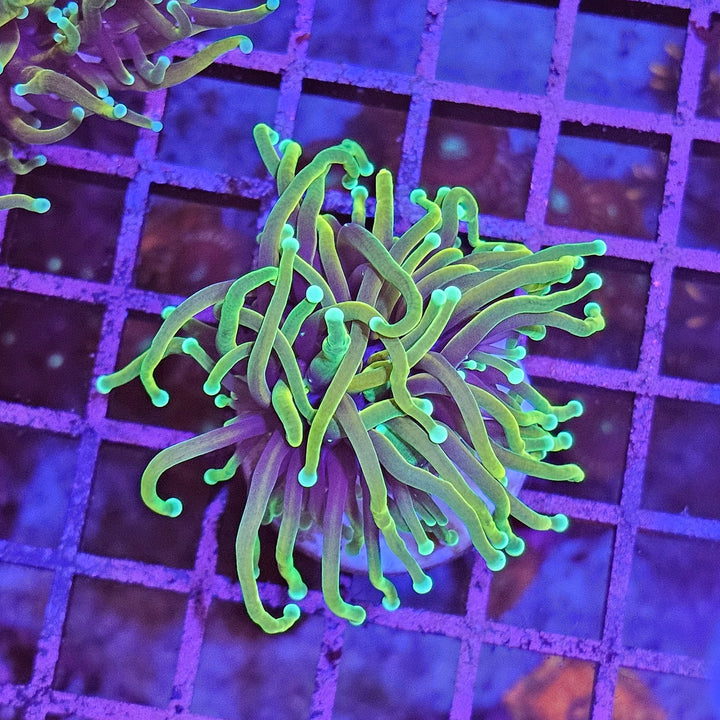 Dragon Soul Torch Coral - (Euphyllia Glabrescens)