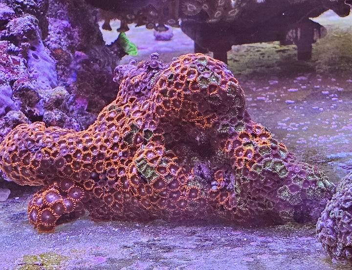 Zoanthus sp. "Live rock mix"