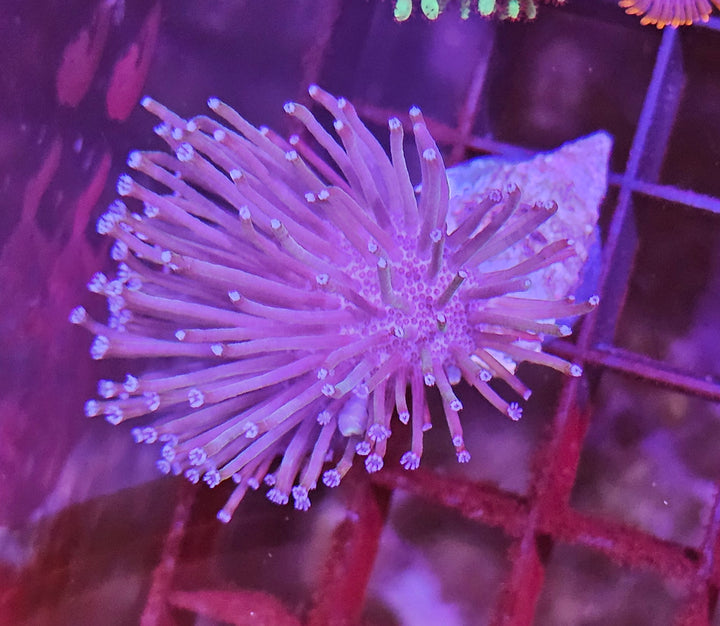 Sarcopython long polyp