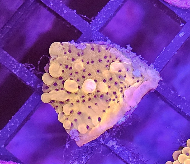 Montipora danae Gold
