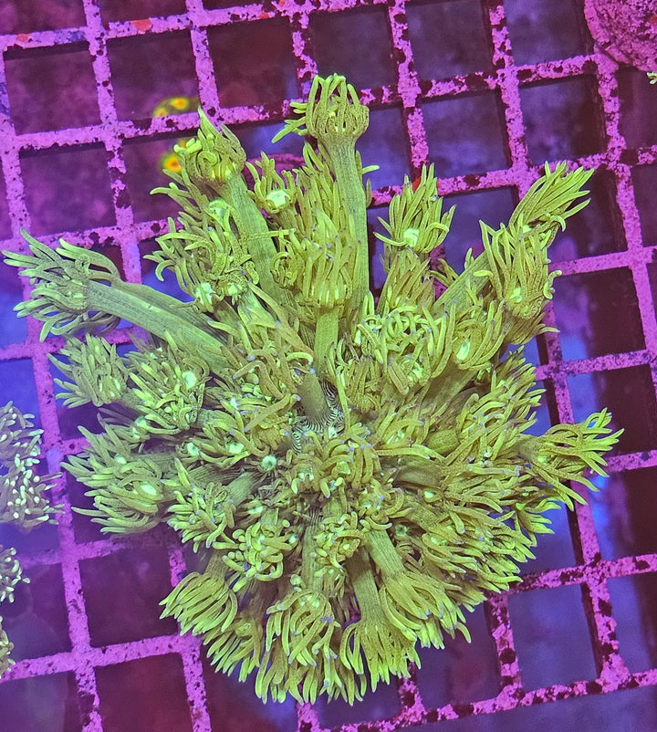 Goniopora sp. – Flowerpot Coral "Green"