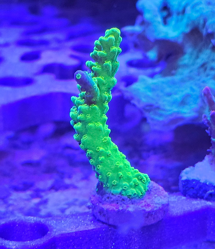 Acropora yongei "Bali Green Slimer"