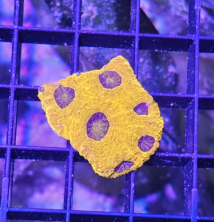 Acanthastrea echinata "Gold rush"