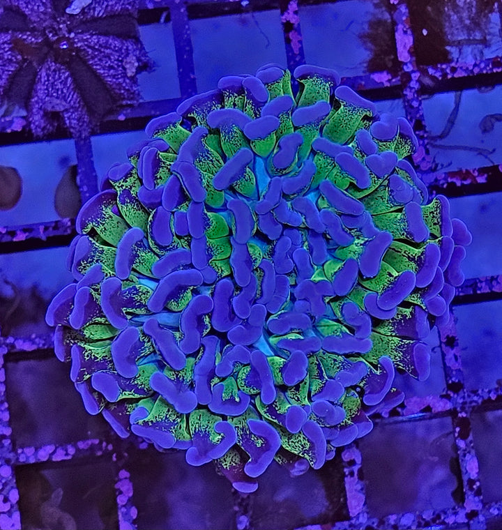 Euphyllia ancora green-purple