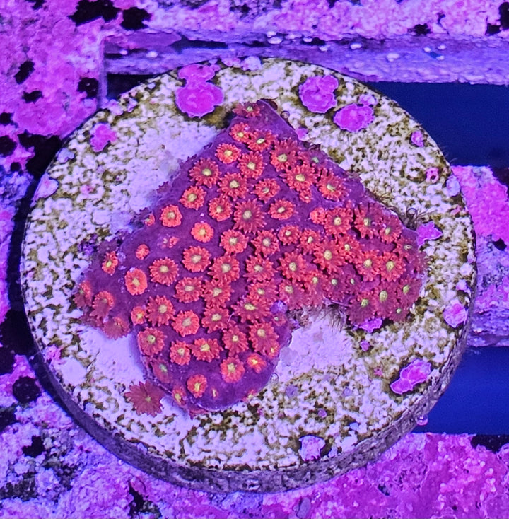 Bernardopora sp. Ultra Red Yellow