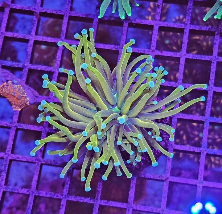 Euphyllia glabrescens – Torch Coral "Gold"