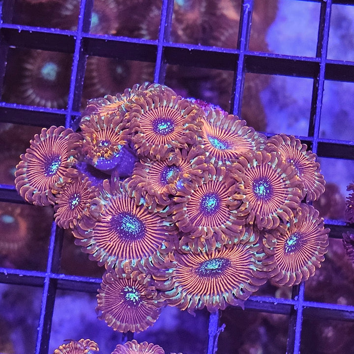 Zoanthus Ultra Red