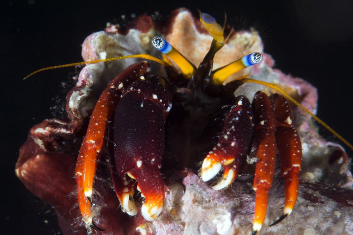 Dwarf Hermit Crab (Calcinus gaimardii)