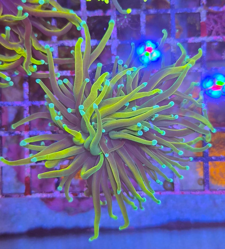 Gold Torch Coral - (Euphyllia Glabrescens)