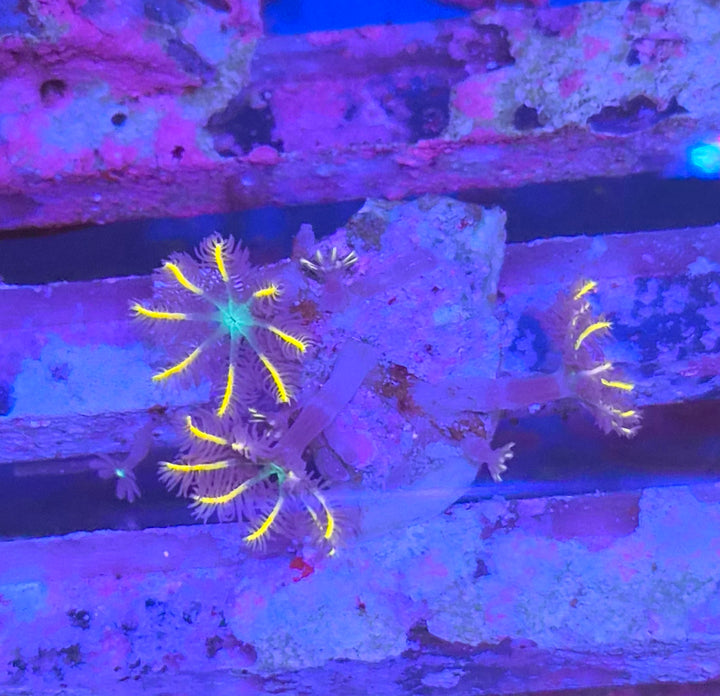 Clavularia sp. – Orange Clove Polyps