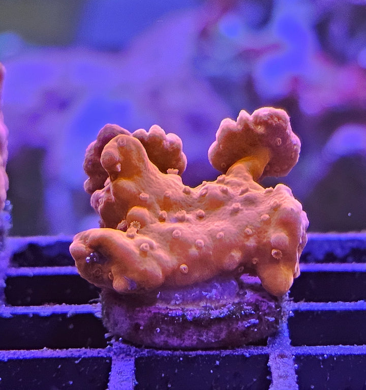 Montipora setosa ultra red
