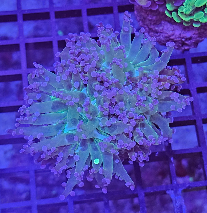 Euphyllia paradivisa "frogspawn" minty green