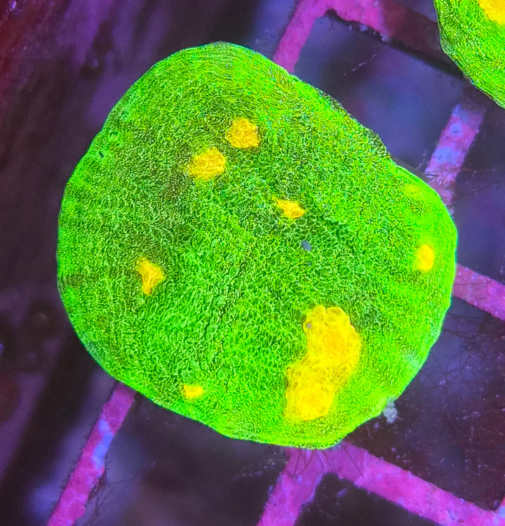 Space Invader Chalise (Mycedium sp.)