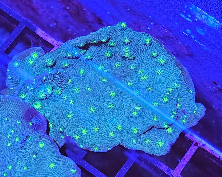 Hollywood Stunner Chalice (Echinophyllia sp.)
