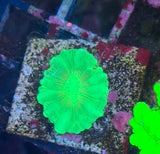 Caulastrea curvata "Toxic Green"