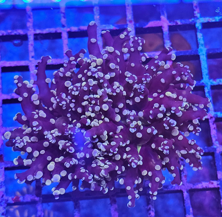 Euphyllia paradivisa "frogspawn" Orange