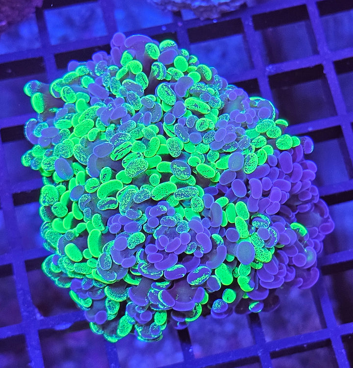 Euphyllia paraancora "Two tone"