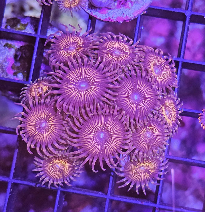 Palythoa Red People Eater