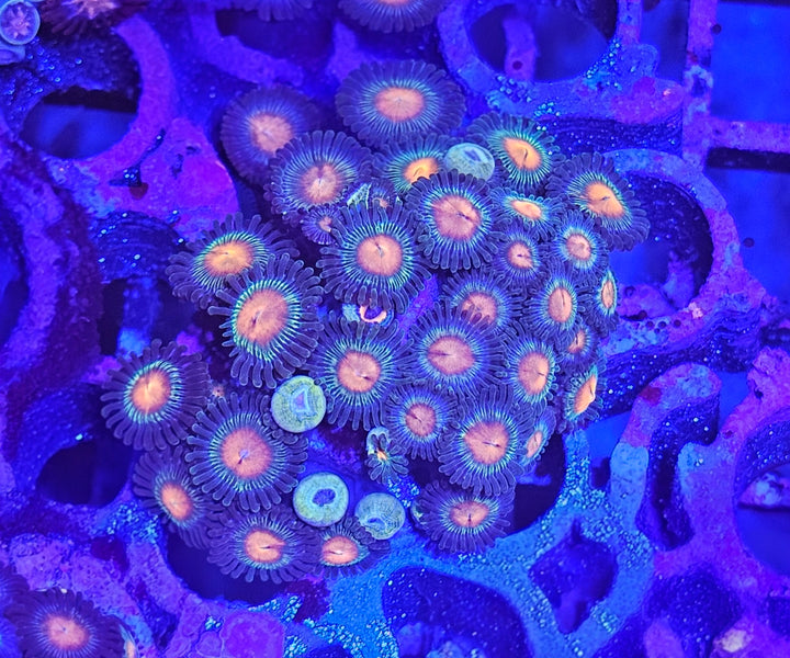 Zoanthus Orange