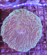Cycloseris