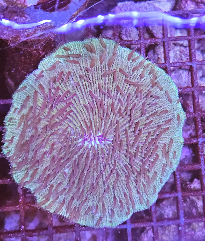 Plate coral (Cycloceris sp) L