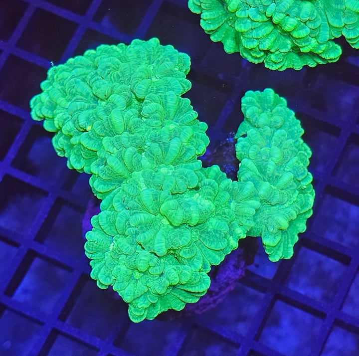 Caulastrea Curvata - Candycane Coral "Toxic Green" L