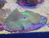 Discosoma "Striped Green"