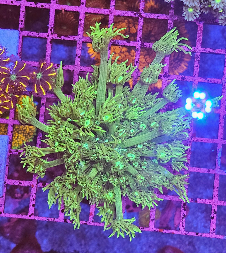 Goniopora sp. – Flowerpot Coral "Green"