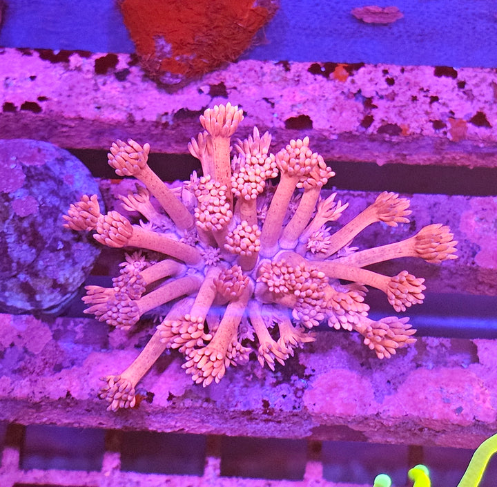 Goniopora sp. – Flowerpot Coral "pink"