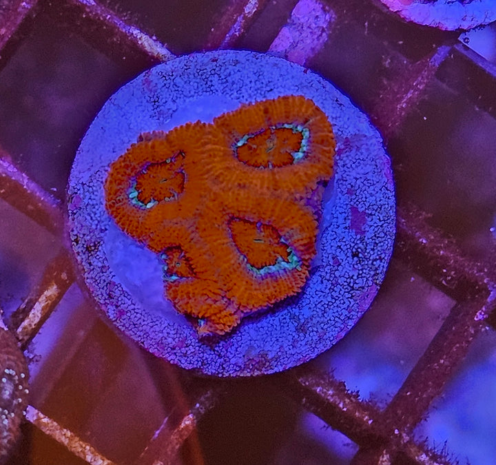 Micromussa amakusensis - Ultra Red