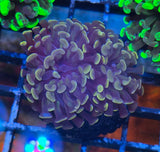 Euphyllia paraancora "Copper Orange" (Fimbriaphyllia)