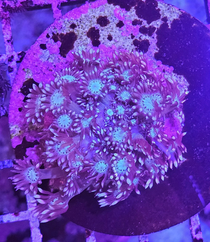Alveopora - Blue Ice