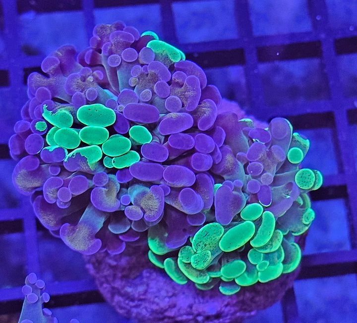 Euphyllia paraancora "Two tone"
