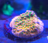 Montipora "Sunset"