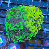 Euphyllia paraancora "Gold & Green Two Tone" (Fimbriaphyllia)
